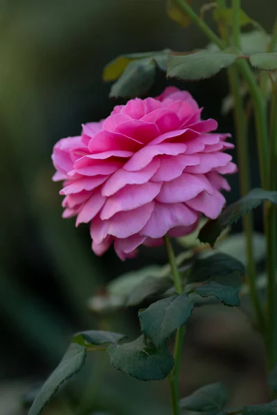 Roze Roos Het Veld Bloemen Planten Groeien Tuin Bush Van — Stockfoto