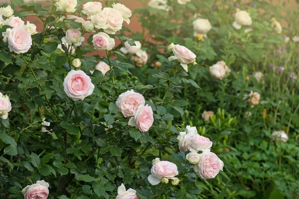 Vita Rosor Eden Rose Sommarträdgården Knoppar Vita Rosor Blommar Buske — Stockfoto