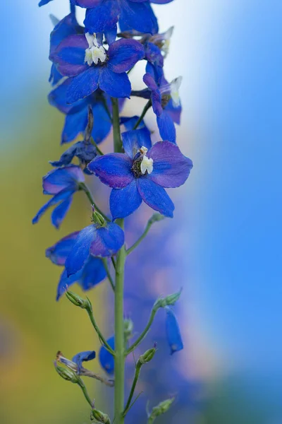 Magiczna Fontanna Delphinium Ogrodzie Podwójny Niebieski Kwiat Delphinium Kolekcji — Zdjęcie stockowe