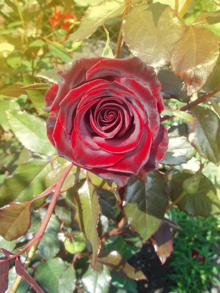 Sfondo Rose Rosse Naturali Rose Rosse Cespuglio Giardino — Foto Stock