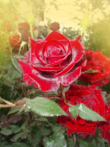 Fundo Rosas Vermelhas Naturais Vermelho Rosa Flor Fundo — Fotografia de Stock