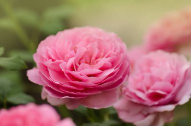 Rose Jübile Kutlaması. Kutlama gülleri bahçede