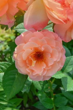 Bir çiçekte iki renk olan gül. Çiçek açan iki ton. Açık havada büyüyen muhteşem çiçekler..