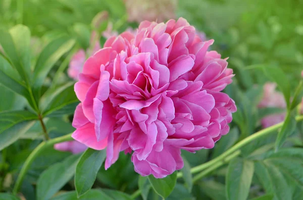 Pink Peony Green Leaves Blurry Bokeh Background Landscape Peonies Field — Stock Photo, Image