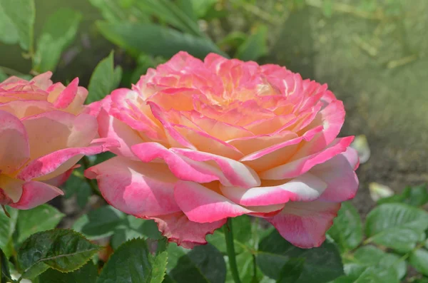 Rose Petel Mudar Amarelo Para Rosa Rose Crescendo Livre — Fotografia de Stock