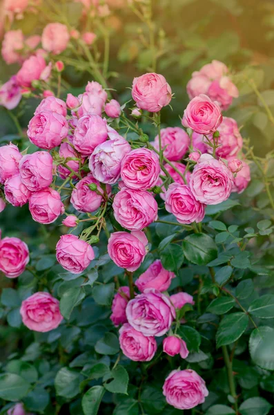 Muchas Rosas Hermosas Pink Ice Rosa Flor Rosa Sobre Fondo — Foto de Stock