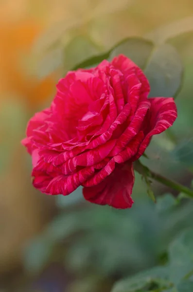 Arbusto Colorido Rosas Listradas Jardim Bela Rosa Listrada Vermelha Branca — Fotografia de Stock