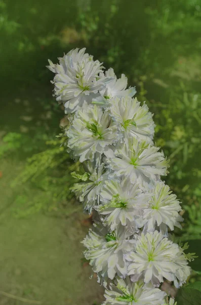 Delphinium flowers plant growth in organic greenhouse garden