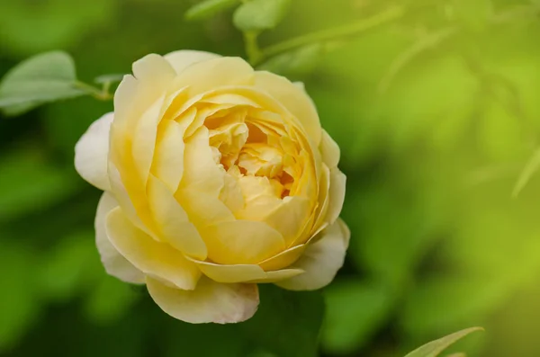 Renkli Güller Güzel Sarı Güller — Stok fotoğraf