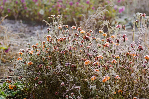 Arbustos Floridos Flores Exuberante Jardim Geada Flores Com Geada Jardim — Fotografia de Stock