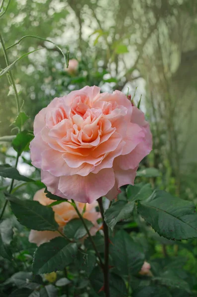 Kwitnąca Pomarańczowa Róża Róża Falowanymi Brzegami Płatków — Zdjęcie stockowe