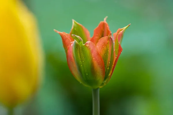 Beautiful Orange Green Flower Tulip Green River Growing Beautiful Tulip — Stock Photo, Image