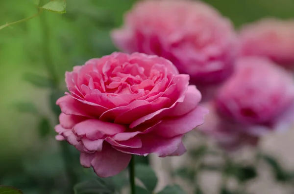 Pink rose bush in english garden. Pink rose background. English rose in garden