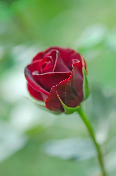Κόκκινο Τριαντάφυλλο Φόντο Λουλούδι Κόκκινα Τριαντάφυλλα Ένα Θάμνο Έναν Κήπο — Φωτογραφία Αρχείου