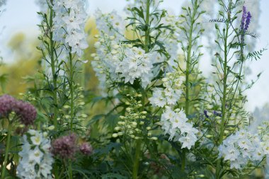 Bahçede yetişen Delphinium çiçekleri. Tarlada bir demet taze güzel çiçek var. Delphinium beyaz çiçekler açan çiçekler.
