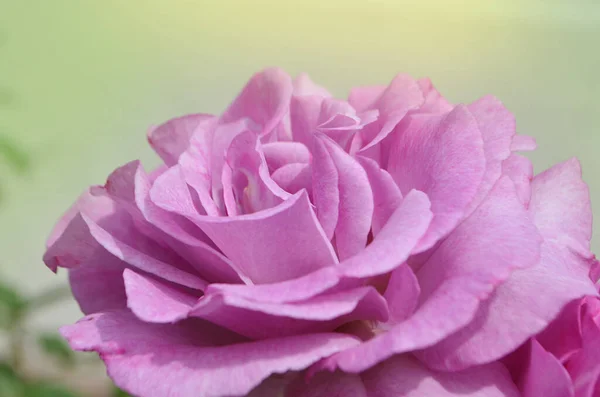 Rosas Lavanda Roxa Flores Planta Crescendo Jardim Amor Canção Florescendo — Fotografia de Stock