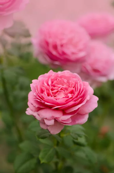 Engelse Roos Tuin Engelse Roze Roos Prinses Alexandra Van Kent — Stockfoto