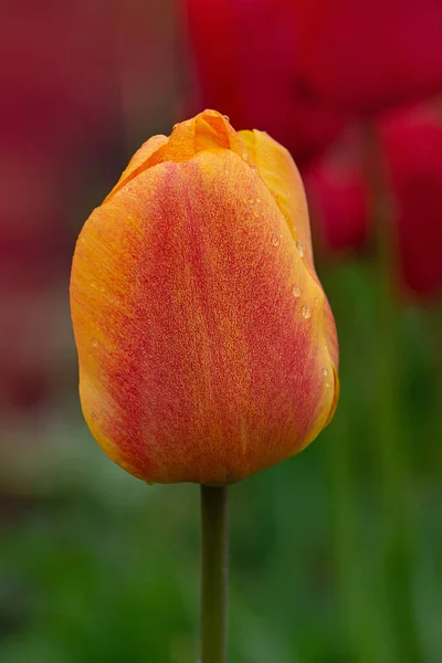 Tulipas Planta Laranja Jardim Floração Tulipas Alaranjadas — Fotografia de Stock