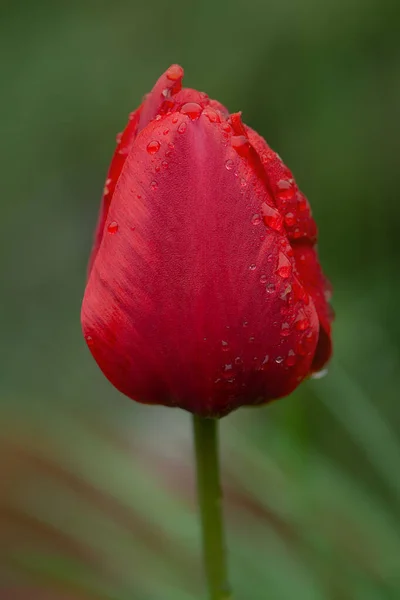 Tulipas Vermelhas Crescendo Canteiro Flores Flores Primavera Tulipas Vermelhas — Fotografia de Stock