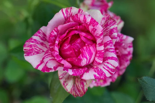 美丽的粉色和白色条纹玫瑰粉红直觉 花园里一丛丛五彩缤纷的玫瑰 — 图库照片