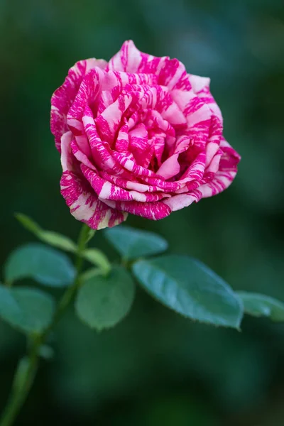 Beautiful striped rose Pink Intuition in the garden