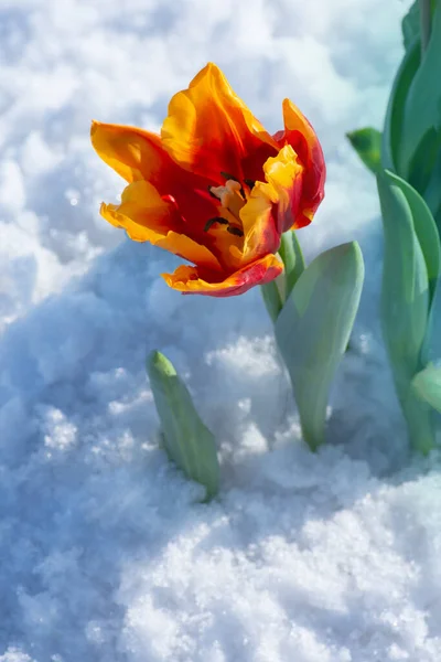 Paisagem Com Campo Tulipas Neve Tulipas Cor Mista Dia Ensolarado — Fotografia de Stock