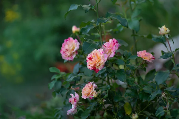 Ceaiul Hibrid Dungi Galbene Roșii Crescut Claude Monet Trandafiri Claude — Fotografie, imagine de stoc