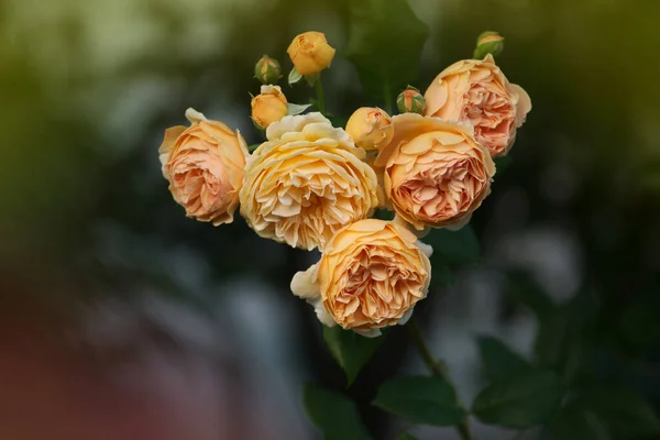 Garten Wachsen Orangefarbene Rosen Orange Rose Mit Grünen Blättern — Stockfoto