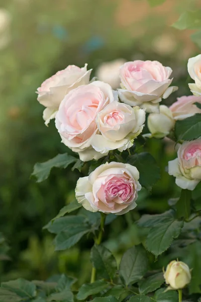 Rosa Rosa Con Hojas Verdes Invernadero Flor Rosa Edén — Foto de Stock