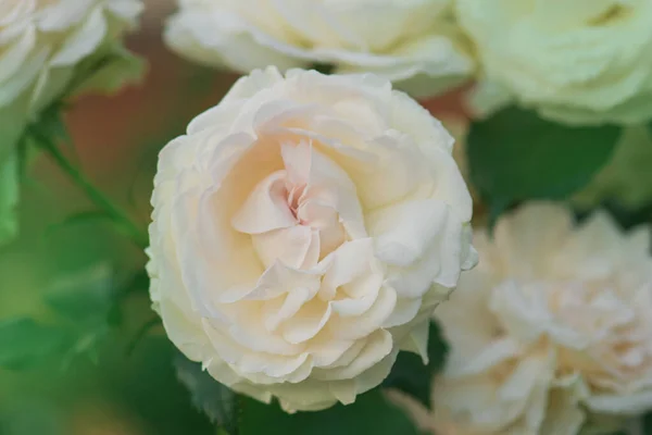 Pembe Beyaz Güller Cennet Gülü Ngiliz Gülleri Olan Yaz Bahçesi — Stok fotoğraf