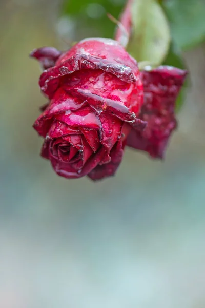 Красная Роза Мелких Кристаллах Льда Саду Заснеженная Роза Замороженный Красивый — стоковое фото