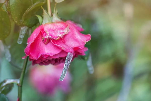 Red rose in small ice crystals in garden. Snow covered rose. Frozen beautiful flower