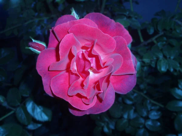 Rosas Jardim Flores Terry Grandes Rosa Subiu Campo Planta Flores — Fotografia de Stock