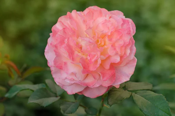 Pétales Fleurs Aux Bords Ondulés Floraison Pêche Rose Orange Augusta — Photo