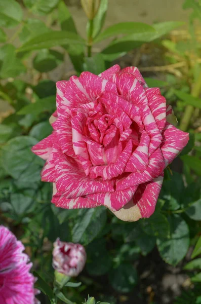 Kolorowy Krzak Paski Róż Ogrodzie Różowe Róże Białymi Paskami Pink — Zdjęcie stockowe