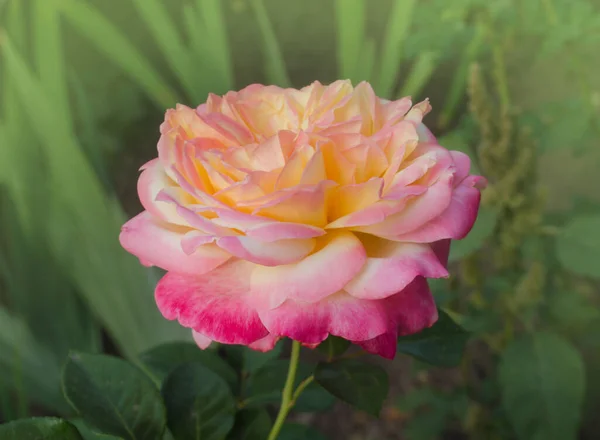 Rose Petel Change Yellow Pink Rose Peace Growing Outdoor — Stock Photo, Image