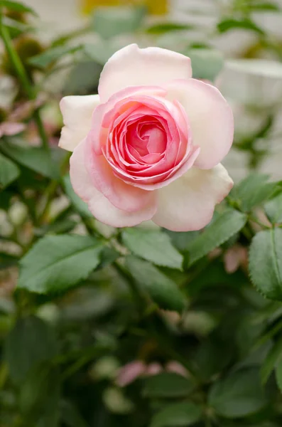 Jardín Verano Con Rosas Inglesas Rosa Rosas Dobles Llamadas Edén — Foto de Stock