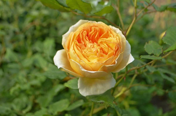 Rosas Naranjas Jardín Rosa Inglesa Naranja Rosa Naranja Floreciendo Cerca — Foto de Stock