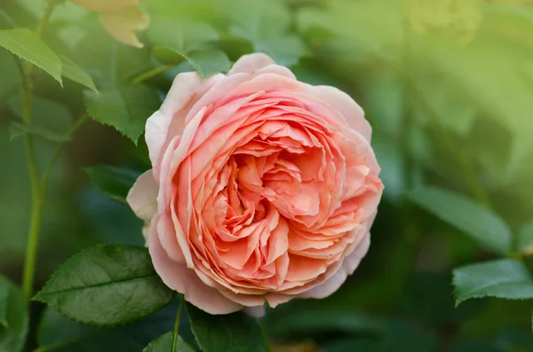 Rosa Naranja Creciendo Jardín Rosa Naranja Con Hojas Verdes — Foto de Stock