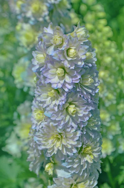 Delphinium Flower Morning Sunrise Garden — Stock Photo, Image