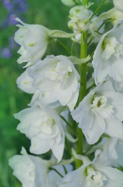 Delphinium flowers plant growth in organic greenhouse garden. Annual flowering plant on flowerbed.