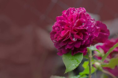 Bahçedeki dalda mor gül. Bahçedeki gülün yakınında Munstead Ormanı. 