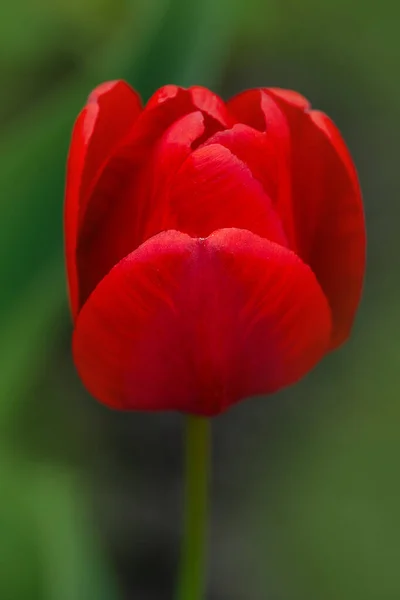 Red beautiful tulip. Red tulips with green leaves