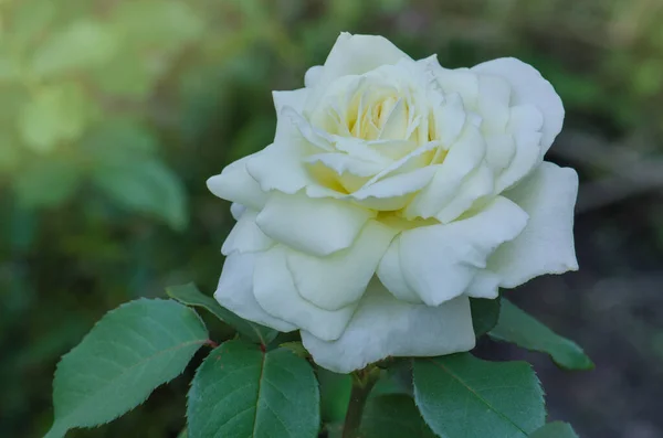 Bush Hermosas Rosas Blancas Jardín Flores Rosas Blancas Jardín Verano — Foto de Stock