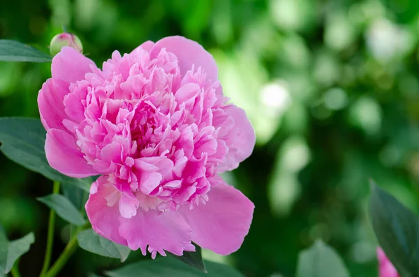 Bulanık arka planda yeşil yapraklı pembe şakayık. Şakayık tarlasıyla manzara. İlkbaharda şakayık tarlası.