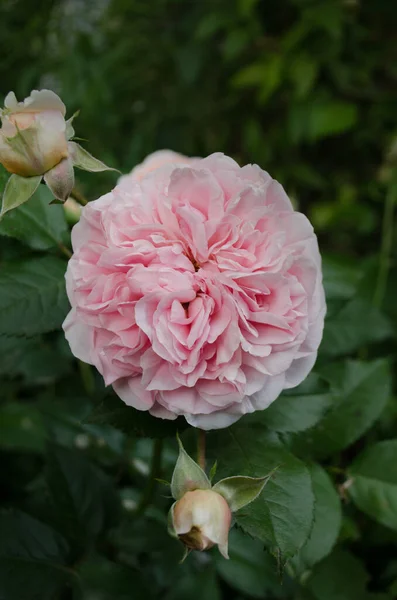 Rosa Stieg Auf Dem Feld Auf Garten Wachsen Blumen Rosenbusch — Stockfoto