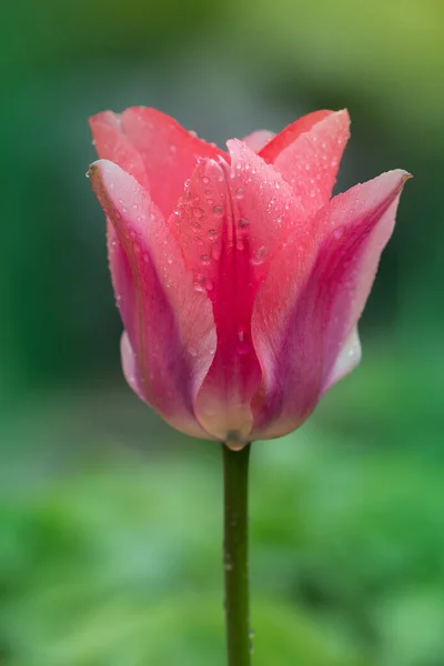 Mirella Tulipa Rosa Com Uma Faixa Branca Borda — Fotografia de Stock