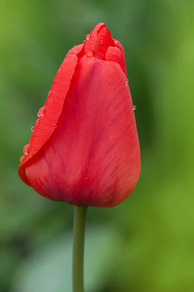 Muita Tulipa Vermelha Campo Linda Tulipa Vermelha Campo Fazenda Tulipa — Fotografia de Stock