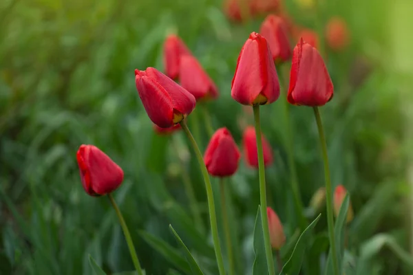 Red Tulips Garden Background Red Colorful Tulip — Stock Photo, Image
