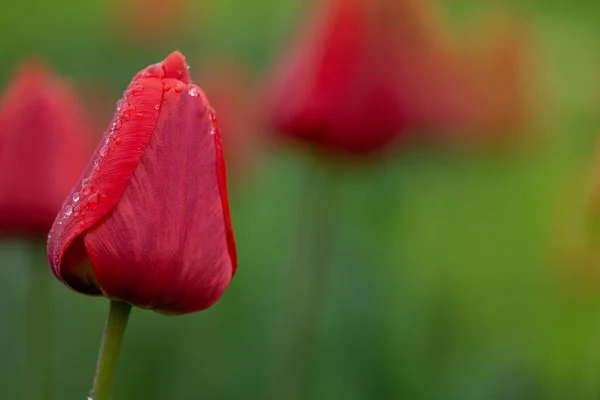 Beautiful red tulips. Red tulip field. Tulip over green background